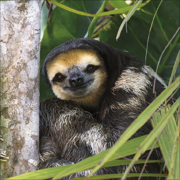 Faultier 2027, Innenansicht #3