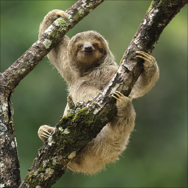 Faultier 2027, Innenansicht #4