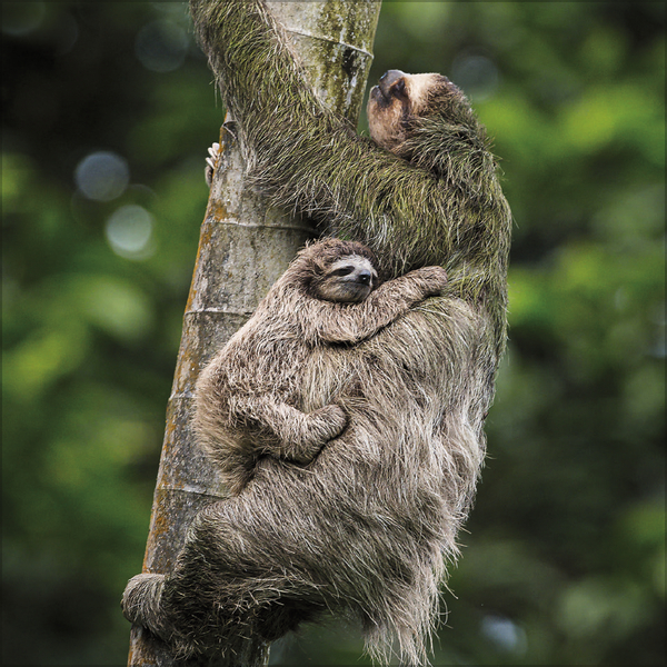 Faultier 2027, Innenansicht #5