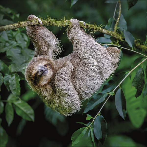 Faultier 2027, Innenansicht #6