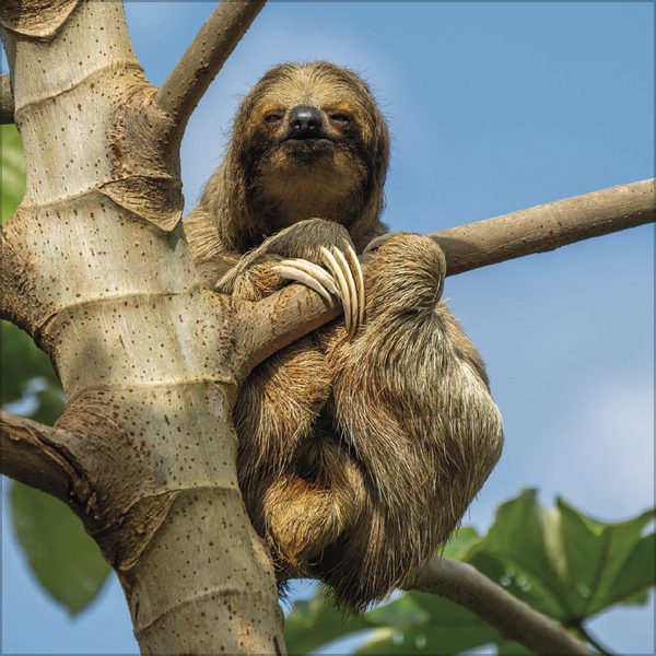 Faultier 2027, Innenansicht #7