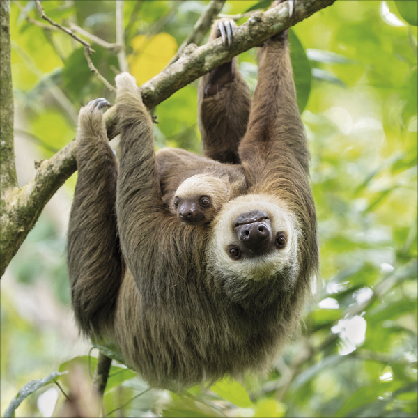 Faultier 2027, Innenansicht #8