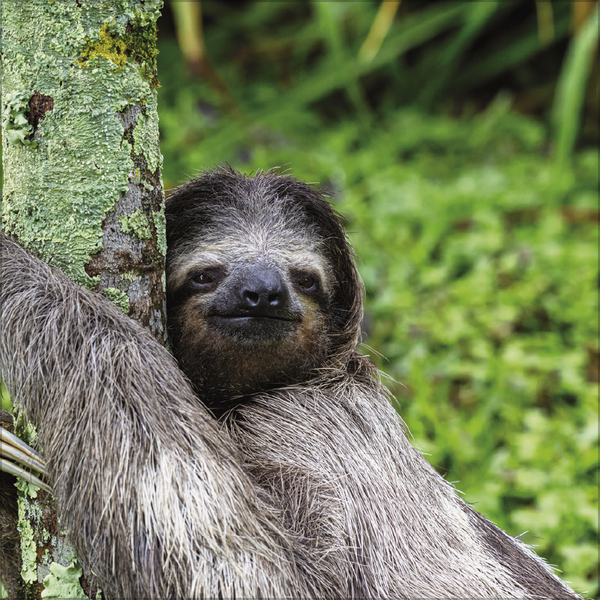 Faultier 2027, Innenansicht #9