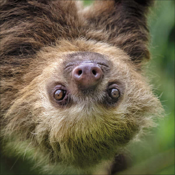 Faultier 2027, Innenansicht #10