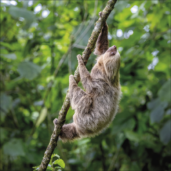 Faultier 2027, Innenansicht #11