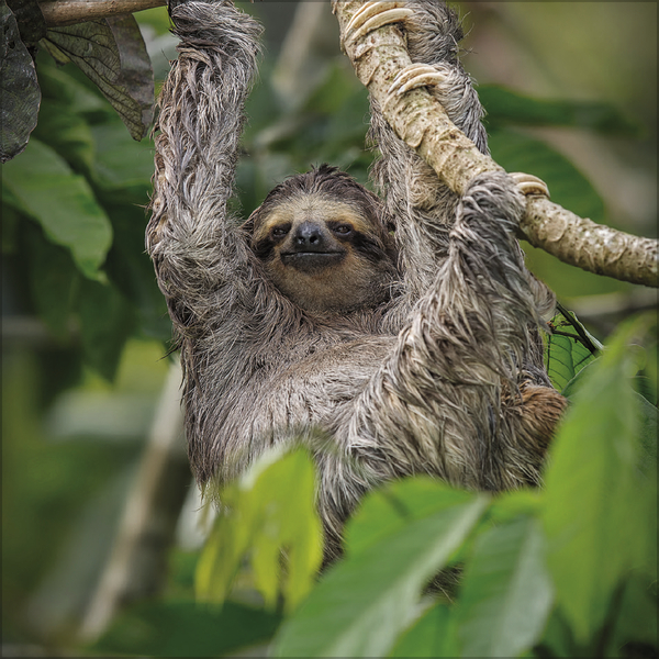 Faultier 2027, Innenansicht #12