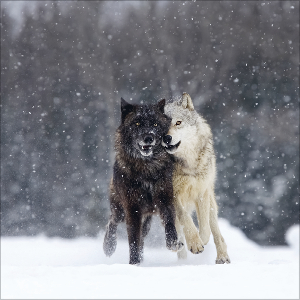 W&ouml;lfe 2027, Innenansicht #2