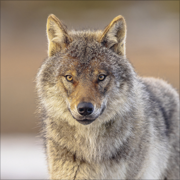 W&ouml;lfe 2027, Innenansicht #3