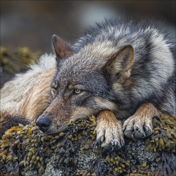 W&ouml;lfe 2027, Innenansicht #4