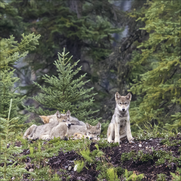 W&ouml;lfe 2027, Innenansicht #5