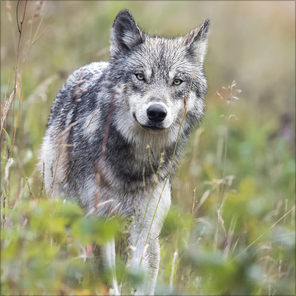 W&ouml;lfe 2027, Innenansicht #6