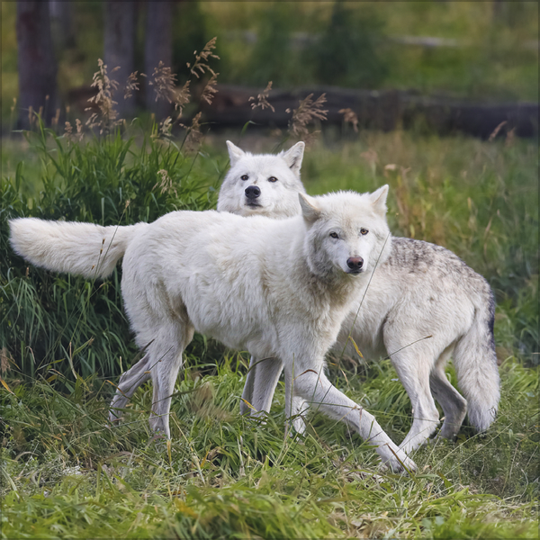 W&ouml;lfe 2027, Innenansicht #7