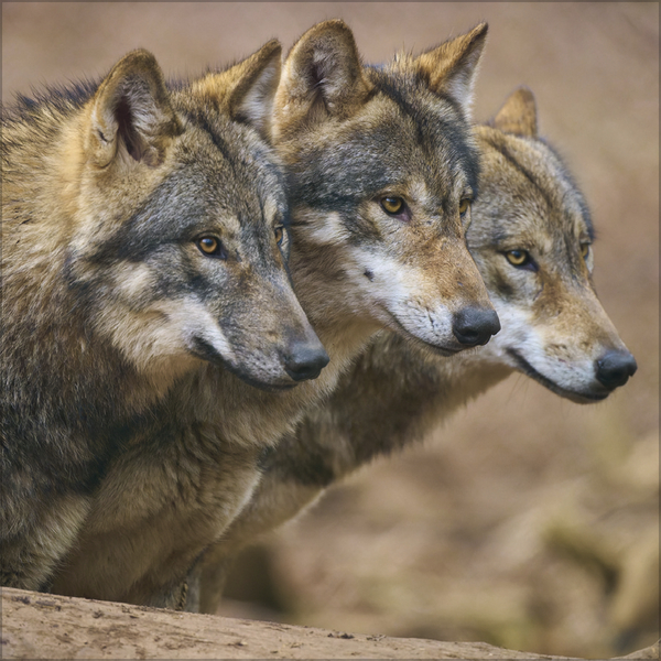 W&ouml;lfe 2027, Innenansicht #9