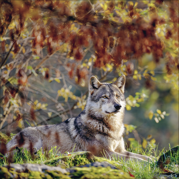 W&ouml;lfe 2027, Innenansicht #10