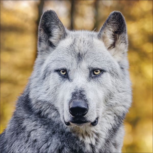 W&ouml;lfe 2027, Innenansicht #11