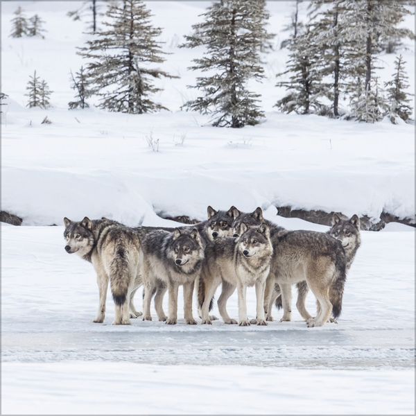 W&ouml;lfe 2027, Innenansicht #12