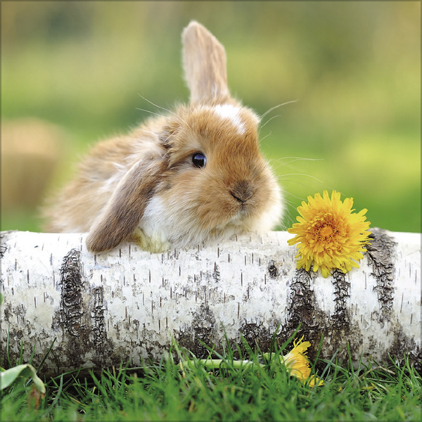 Kaninchen 2027, Innenansicht #3