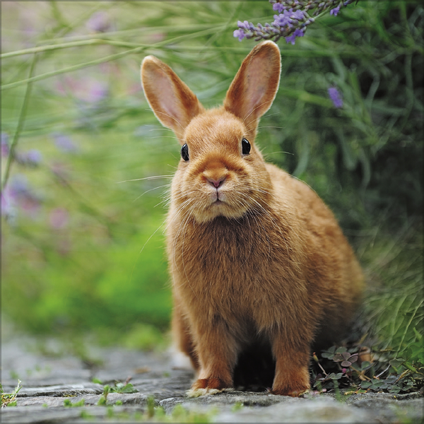 Kaninchen 2027, Innenansicht #4