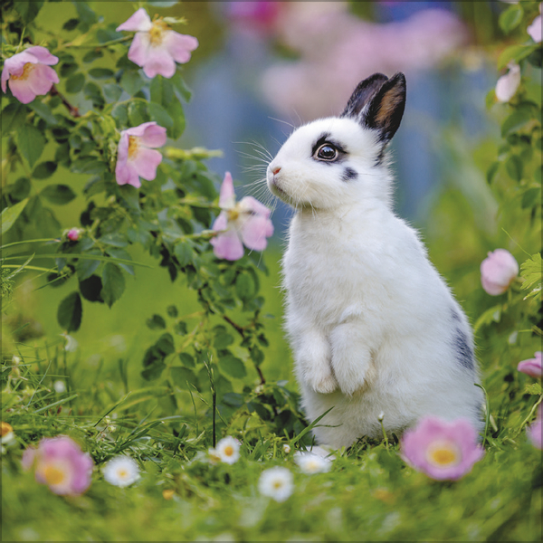 Kaninchen 2027, Innenansicht #5