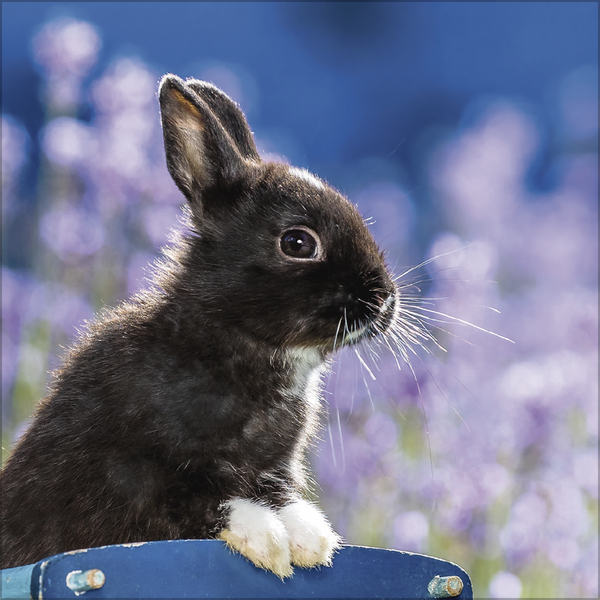 Kaninchen 2027, Innenansicht #6