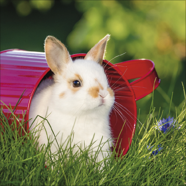 Kaninchen 2027, Innenansicht #7