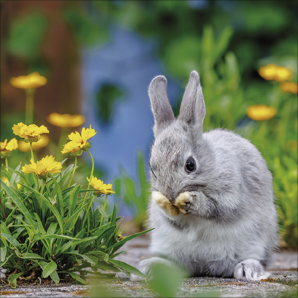 Kaninchen 2027, Innenansicht #9