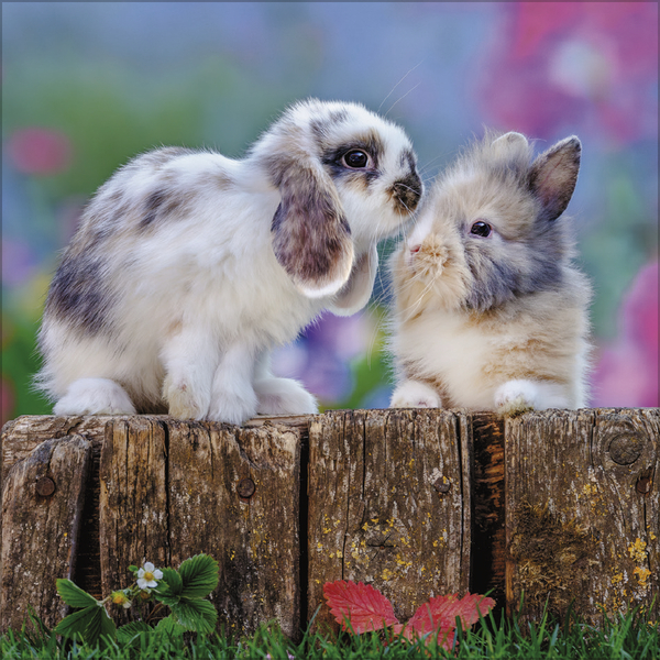 Kaninchen 2027, Innenansicht #10