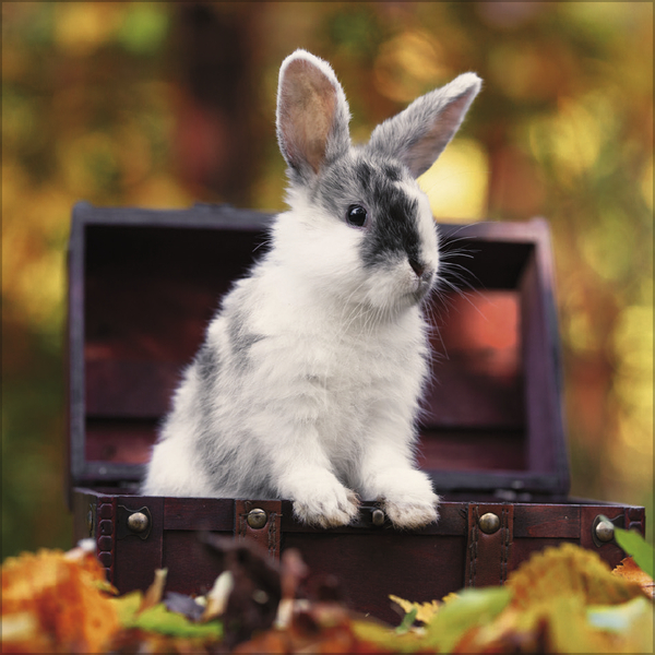 Kaninchen 2027, Innenansicht #11