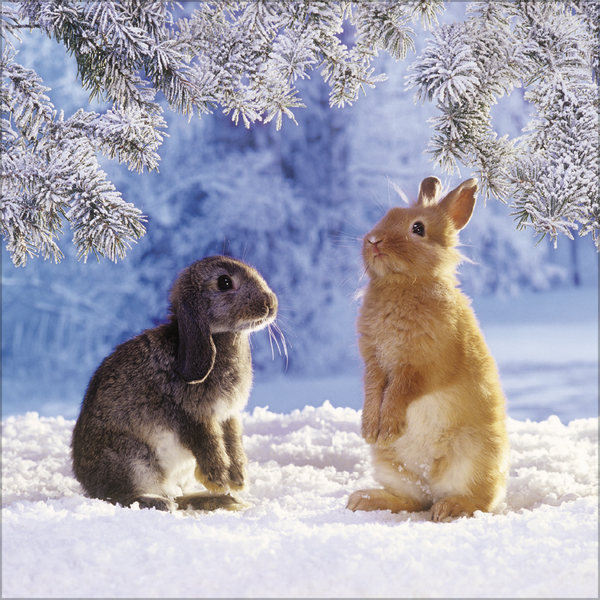 Kaninchen 2027, Innenansicht #12