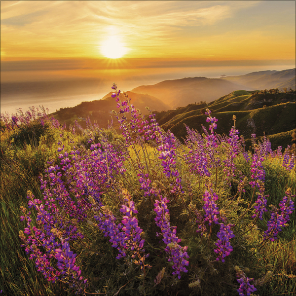 Sunsets 2027, Innenansicht #4