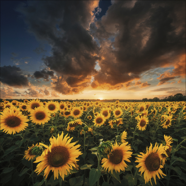 Sunsets 2027, Innenansicht #7