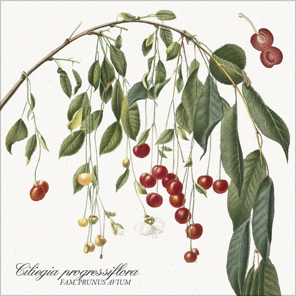 Botanicum 2027, Innenansicht #7