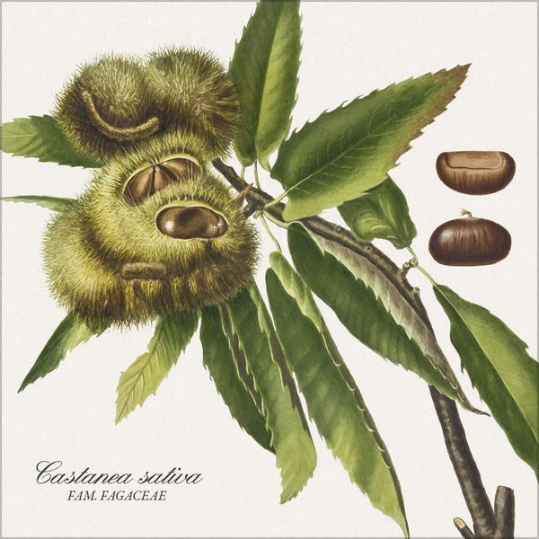 Botanicum 2027, Innenansicht #10