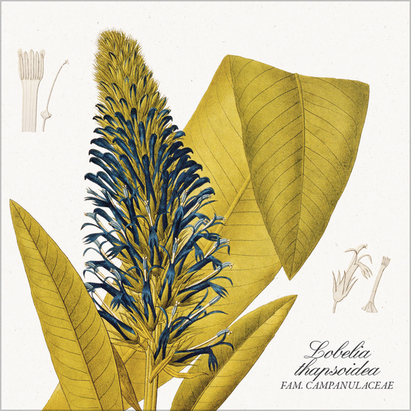 Botanicum 2027, Innenansicht #11