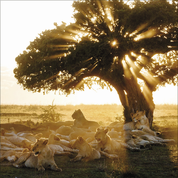 Moments in Nature 2027, Innenansicht #5