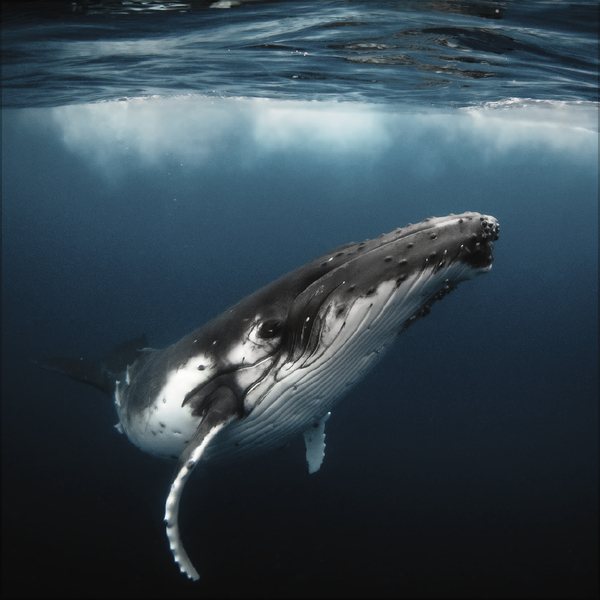 Moments in Nature 2027, Innenansicht #7