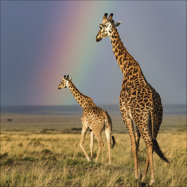 Moments in Nature 2027, Innenansicht #8