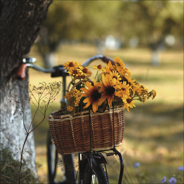 Bike Love 2027, Innenansicht #10