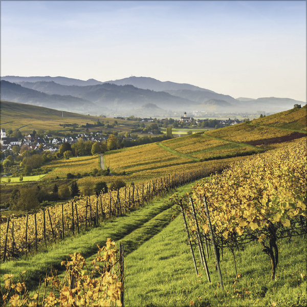 Schwarzwald 2027, Innenansicht #10