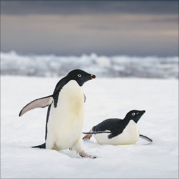 Pinguine 2027, Innenansicht #3