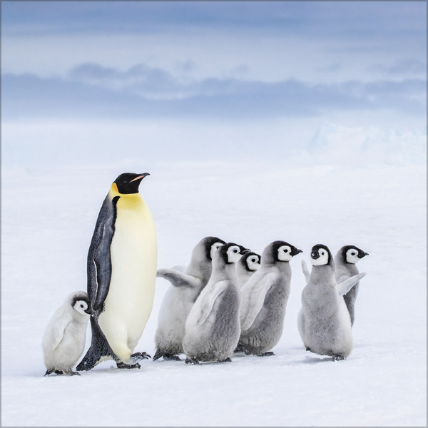 Pinguine 2027, Innenansicht #4