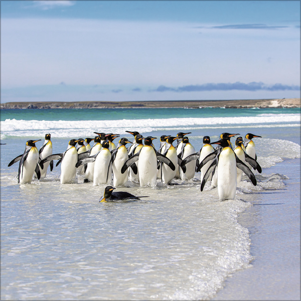 Pinguine 2027, Innenansicht #5