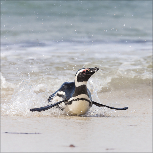 Pinguine 2027, Innenansicht #7