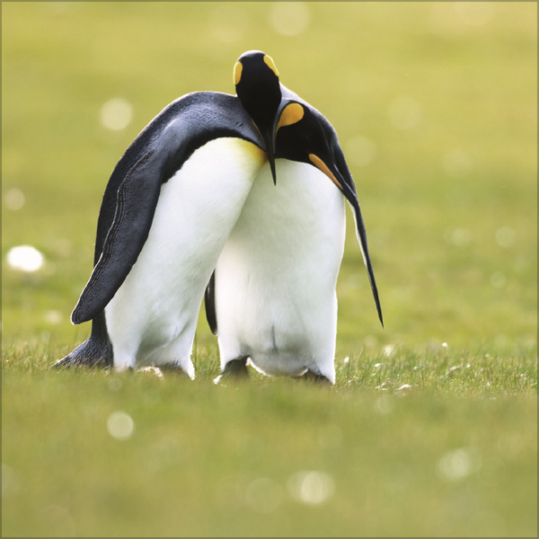 Pinguine 2027, Innenansicht #8