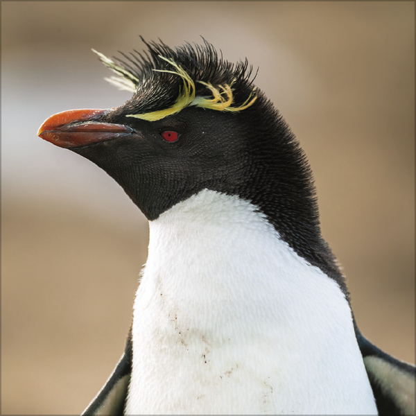 Pinguine 2027, Innenansicht #9