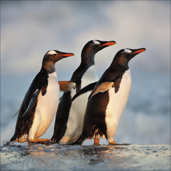 Pinguine 2027, Innenansicht #10