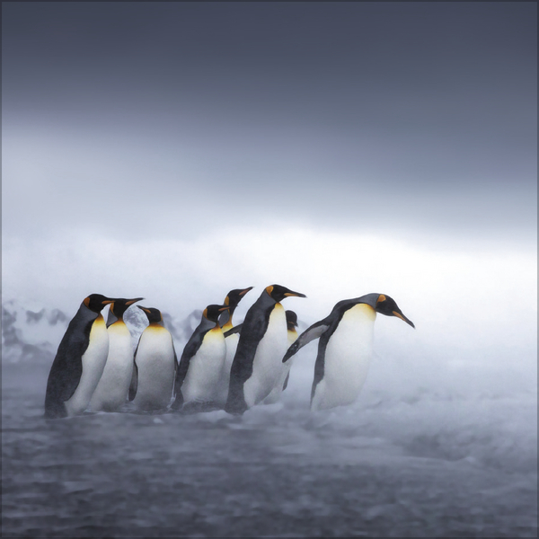 Pinguine 2027, Innenansicht #11