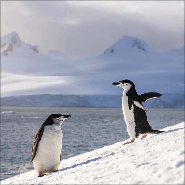 Pinguine 2027, Innenansicht #12