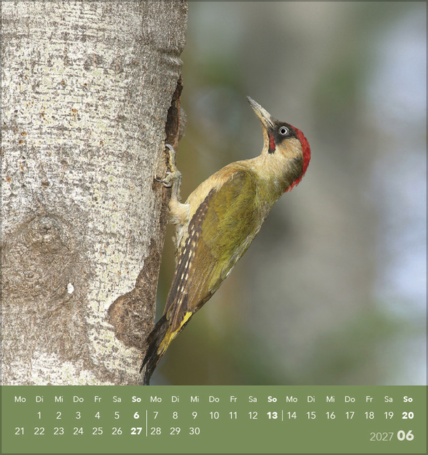 V&ouml;gel unserer Heimat 2027, Innenansicht #6