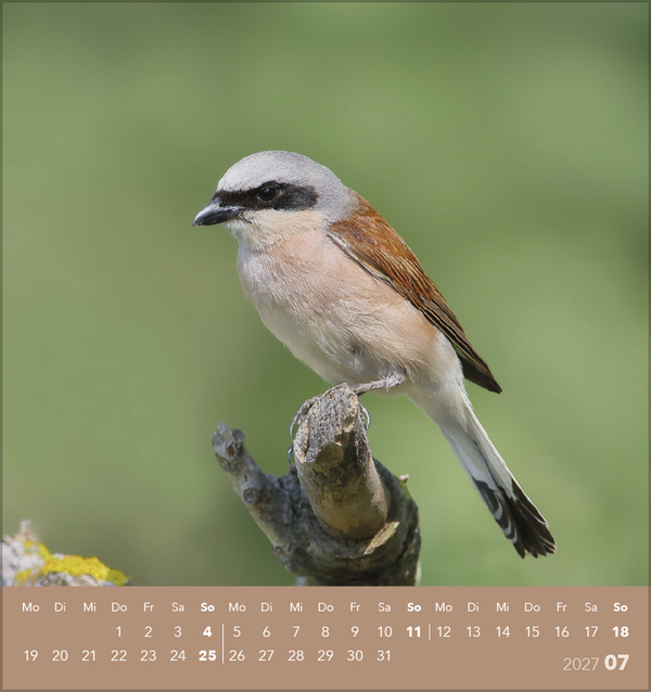 V&ouml;gel unserer Heimat 2027, Innenansicht #7